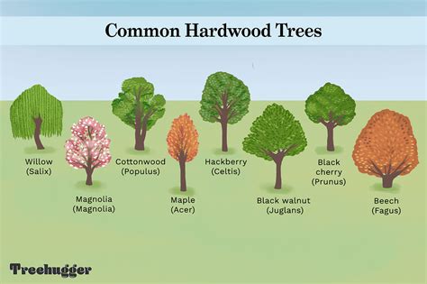what trees are in the midland hardwood hardwood forest